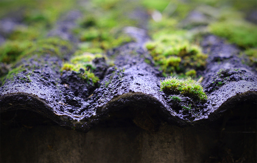 Asbestos Roof With Moss