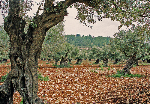 Olive trees